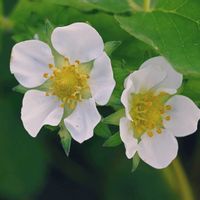 イチゴ,イチゴ,白い花,過去pic,今日のお花の画像