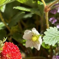 イチゴ,ワイルドストロベリー,花のある暮らし,今日のお花,自宅にての画像