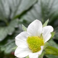 イチゴ,ゆうべに,スマホ撮影,今日のお花,今日も笑顔で♡の画像