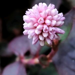 ヒメツルソバ,散歩道,雑草,つる性植物,山野草の画像