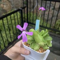 ムシトリスミレ,観葉植物,食虫植物,お花の画像