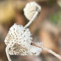 シュウメイギク,山野草,＊花後ｼﾘｰｽﾞ＊,庭の草＊花＊木,逆再生( ∩'-'⊂ )‬の画像