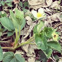 イチゴ,苺の花,いちご,マイガーデン,手作りの庭の画像