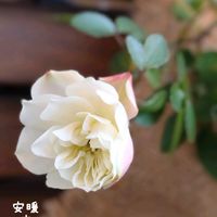 花かんざし,ミニバラ・グリーンアイス,花のある暮らし,お花を楽しむ,おうち園芸の画像