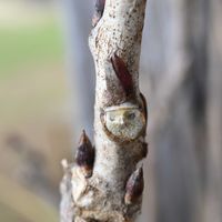 フジ,ノダフジ,山野草,花散歩,冬の楽しみの画像