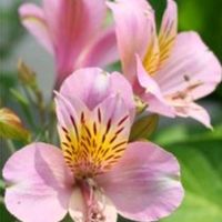 アルストロメリア,信州大好き⛰️,ピンクの花,今日の花,ピンクのお花の画像