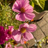 コスモス,花のある暮らしの画像