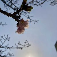 ブーゲンビリア,ブーゲンビリア,ブーゲンビリア,熱海桜,熱海桜の画像