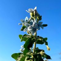 ブルースター,オキシペタラム ブルースター,星形のお花,青い空,ブルースター☆の画像