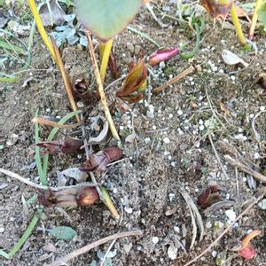 地植え,花のある暮らし,育成中,私の癒やし,駐車場の花壇にの画像