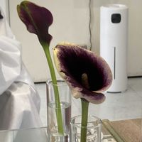 カラー,いつもの美容室のお花の画像