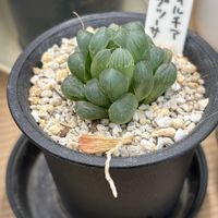 ハオルチア オブツーサ,多肉植物,多肉初心者の画像