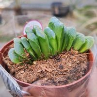 ハオルチア,ハオルチア 玉扇,ハオルチア トルンカータ,多肉植物,観葉植物の画像