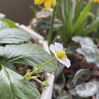 イチゴ,ワイルドストロベリー,ガーデニング,花のある暮らし,おうち園芸の画像