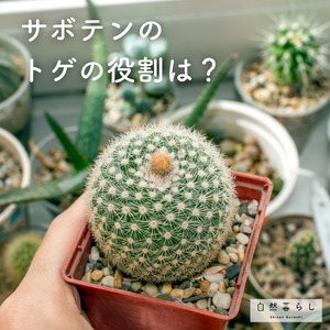 観葉植物,植物のある暮らし,肥料,自然のある暮らし,観葉植物のある暮らしの画像