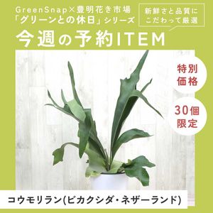 ビカクシダ ネザーランド,Greensnap,植物のある暮らし, コウモリラン , ビカクシダの画像