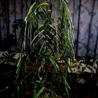 エバーフレッシュ,観葉植物チームの画像