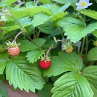 イチゴ,ワイルドストロベリー,いちご,今日のお花,富山支部の画像