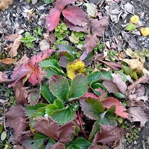 今日のお花,おうち園芸,畑の画像