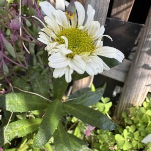 フランス菊,地植え,白い花,花のある暮らし,大きい花の画像