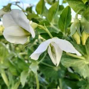 絹さやの花,白い花,花が好き,冬の野菜,GS鹿児島の画像