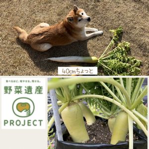 プランター栽培,アサヒ農園,野菜遺産,野菜遺産プロジェクト,宮重だいこんの画像