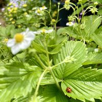 イチゴ,イチゴ,イチゴ,お月様,今日のお花の画像