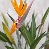 ストレリチア,今日のお花,いつもの公園,いつもの公園1️⃣の画像