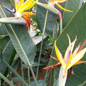 ストレリチア,温室,東山植物園,今日のお花の画像