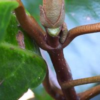 サンゴジュ,サンゴジュの実,冬芽と葉痕,冬芽と葉痕,お出掛け先の画像