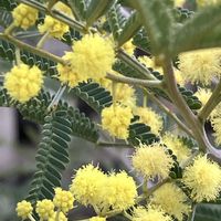 ミモザ,ミモザアカシア,花日記,幸せの黄色いお花,しあわせ運べるようにの画像