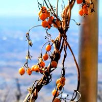 ツルウメモドキ,花のある暮らし,緑のある暮らし,景色,ハイキング・登山の画像