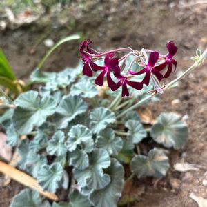 ペラルゴニウム,ナチュラルガーデン,冬の庭,お庭の花たち,宿根草の庭の画像