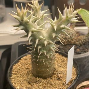 パキポディウム・ホロンベンセ,パキポディウム・ホロンベンセ,塊根植物,コーデックス,植物育成ライトの画像