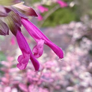 サルビア,サルビア,サルビアの何とか,花のある暮らし,庭の宿根草の画像