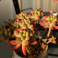 乙女心,原種ザラゴーサ,多肉植物,植物のある暮らし,緑のある生活の画像