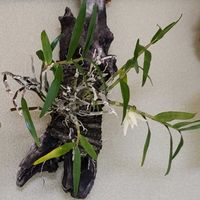 セッコク,キバナノセッコク,黄花セッコク【野村】,ラン科,石斛の画像