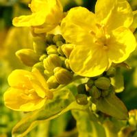 菜の花,菜の花,氷の花,氷の花,日本水仙の蕾．の画像