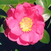 サザンカの画像