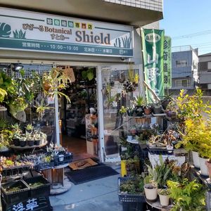 多肉植物,ウラボシ科,ビカクシダ属,食中植物,塊根の画像