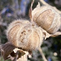 フヨウ,おひさま,花と風の画像