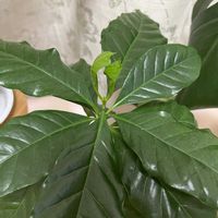 コーヒーの木,観葉植物,インテリアグリーン,葉っぱ好き,観葉植物がスキの画像