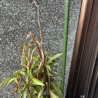 植木鉢,玄関脇,玄関アプローチの画像