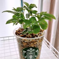 コーヒーの木,観葉植物,植物,植物のある暮らし,植物大好きの画像