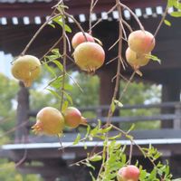 ザクロ,ざくろ（柘榴）,ウォーキング中,うどん県人会,明日はきっと良い日になるの画像