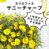 カリロファス サニーチャープ,ガーデニング,黄色い花,黄色の花,イエローの画像