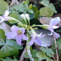 ムラサキカタバミ,散歩,山野草,多年草,帰化植物の画像