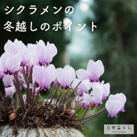 花のある暮らし,植物のある暮らし,肥料,自然のある暮らし,ガーデンフラワーの画像