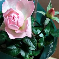 オリーブ,薔薇,ミニ薔薇,ピンク薔薇,樹齢2000年の画像