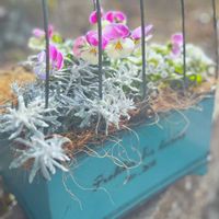 寄せ植え,ガーデニング,花のある暮らし,ありがとう♡,見元園芸の画像